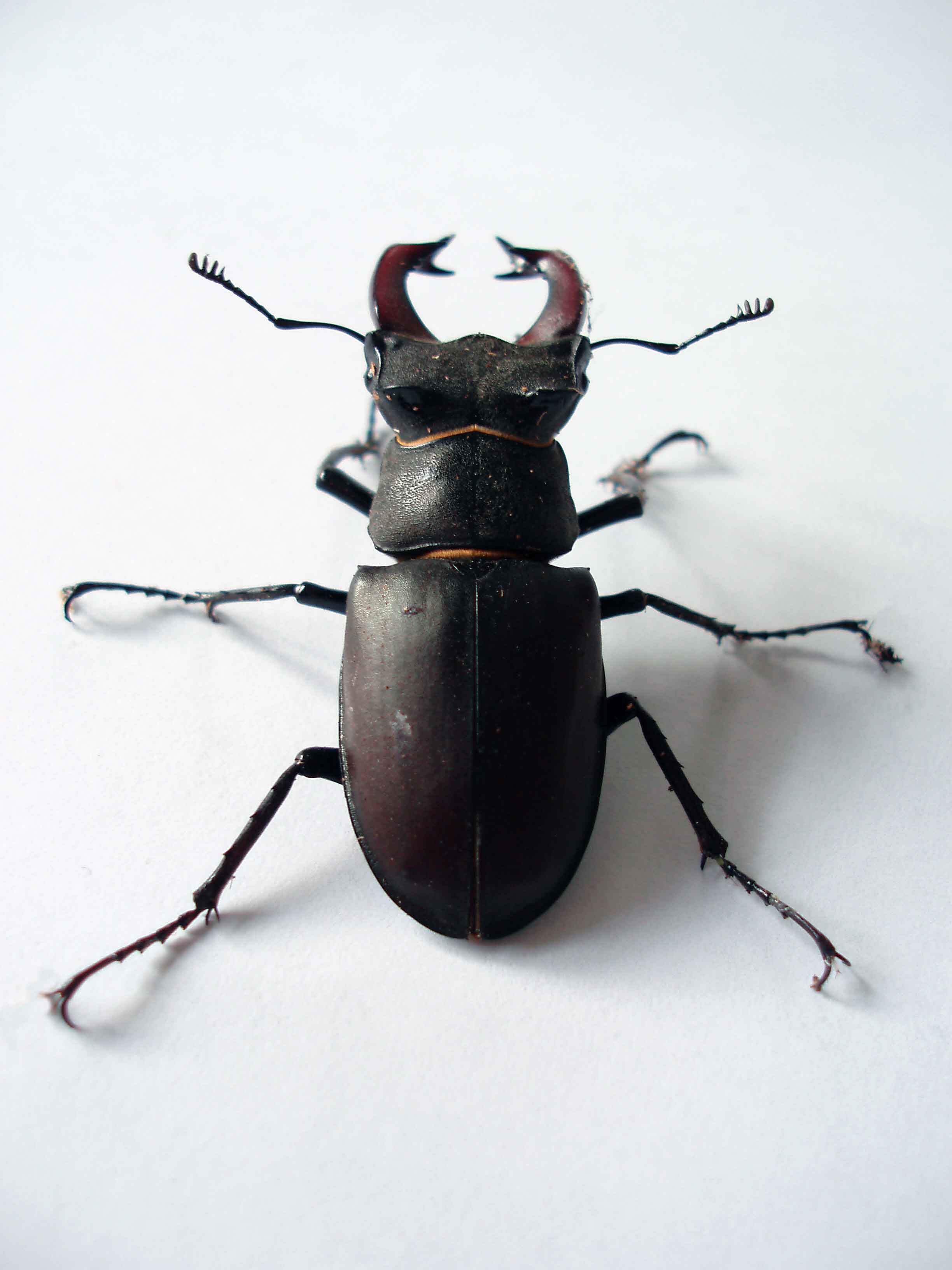 Stag beetle